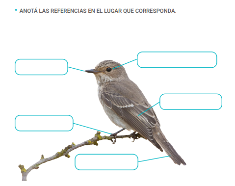 Imagen de un pájaro.