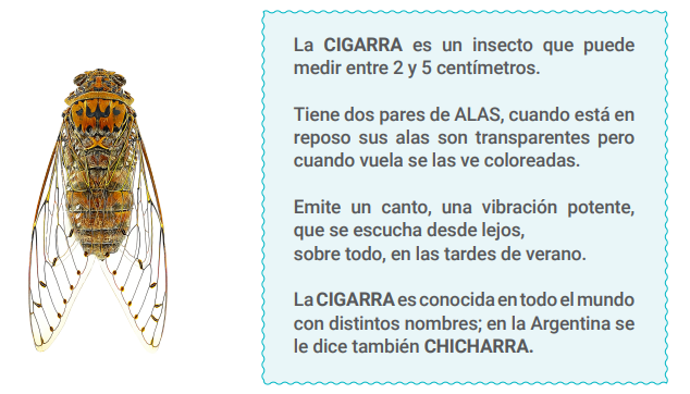 Imagen de una cigarra.