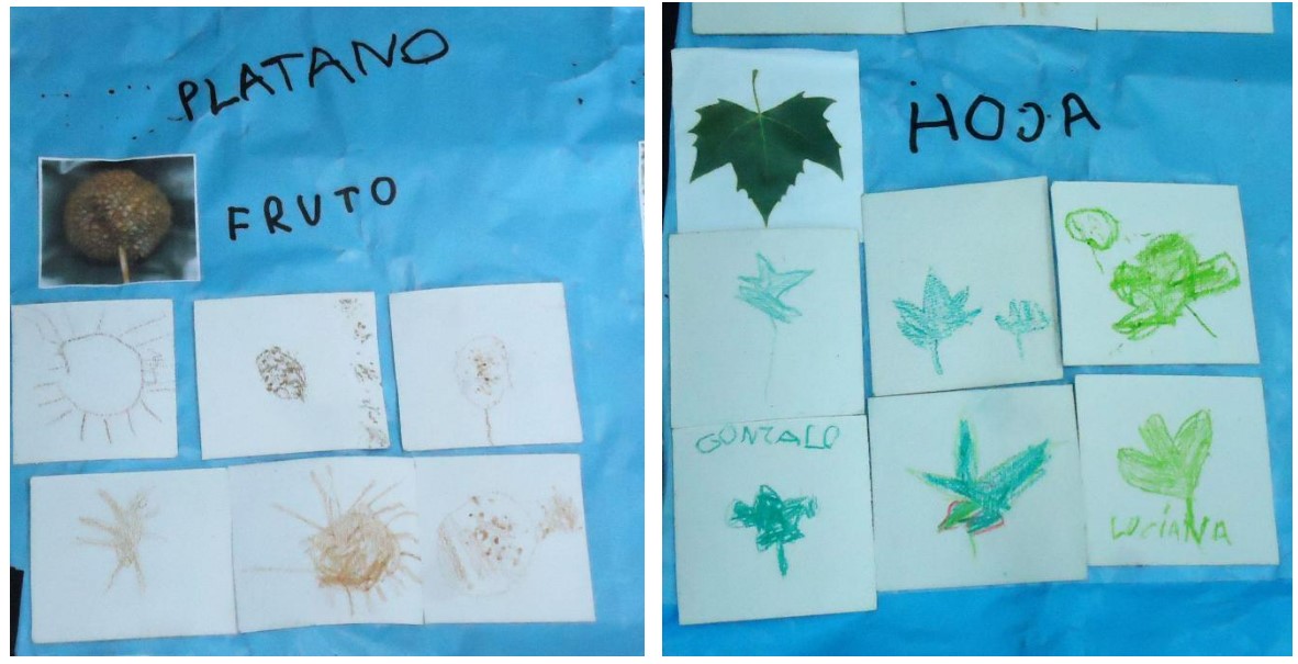 Imagen de dos afiches en donde se puede ver dibujos hechos por niñas y niños sobre el plátano y su fruto, y sobre diversos formatos de hojas de un árbol.